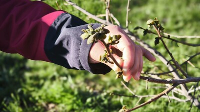 27 il için sarı kod! Yağmur, kar ve zirai don uyarıları
