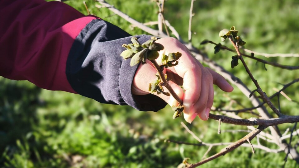 27 il için sarı kod! Yağmur, kar ve zirai don uyarıları