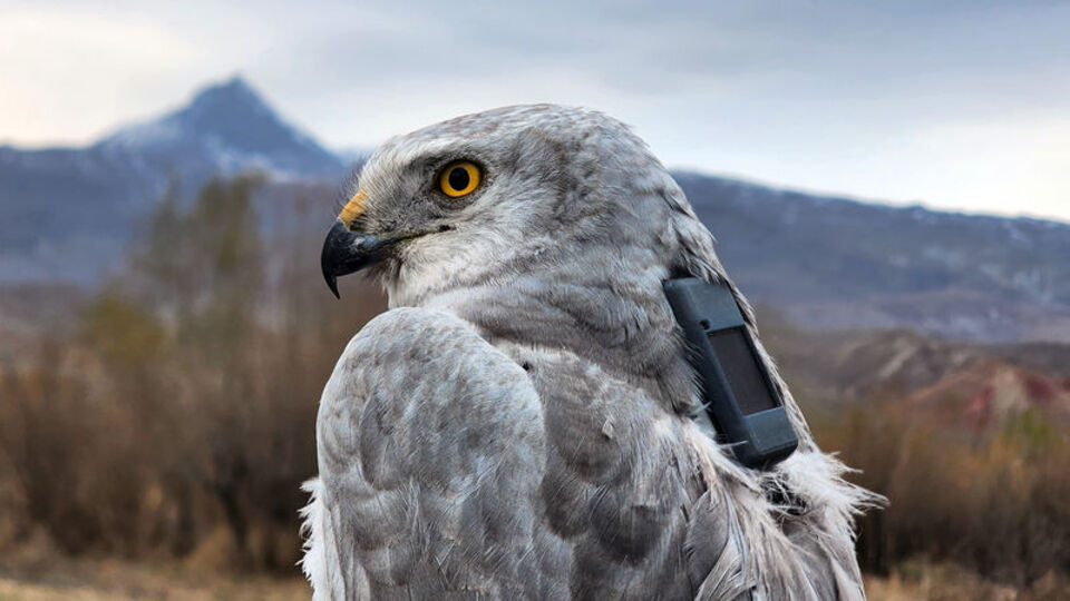 Bozkır delicesinden şahine! Uydu vericisiyle takipteler