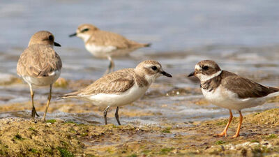 Türkiye'de 5, Antalya'da ilk kez kaydedildi