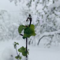 Ordu'da fındığı don vurdu