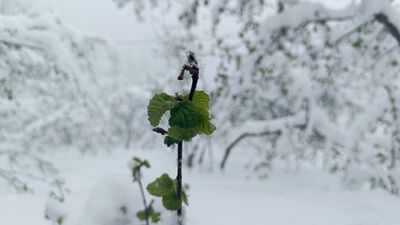 Ordu'da fındığı don vurdu