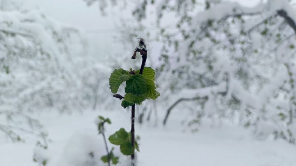 Ordu'da fındığı don vurdu