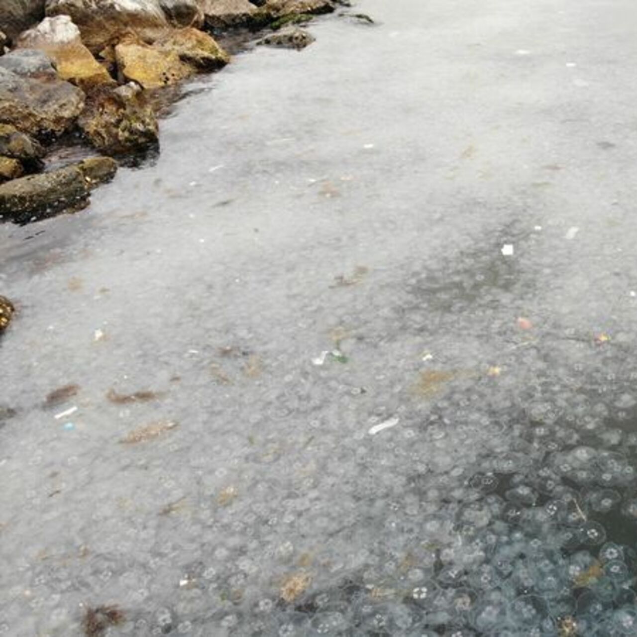 Moda Sahili'ni denizanası bastı