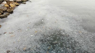 Moda Sahili'ni denizanası bastı