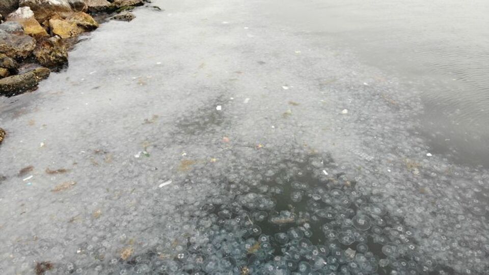 Moda Sahili'ni denizanası bastı