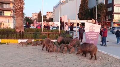 "Yaban domuzlarını elle beslemeyin" uyarısı!