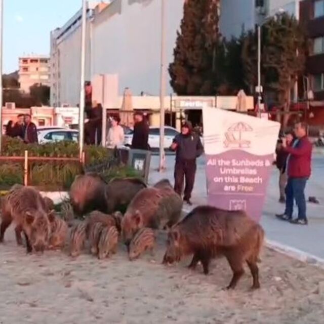 "Yaban domuzlarını elle beslemeyin" uyarısı!