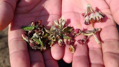 Kayseri'de meyve ağaçlarına zirai don zararı