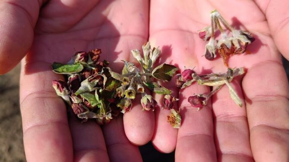 Kayseri'de meyve ağaçlarına zirai don zararı