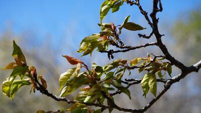 Zirai don vurdu! Soğuklara veda