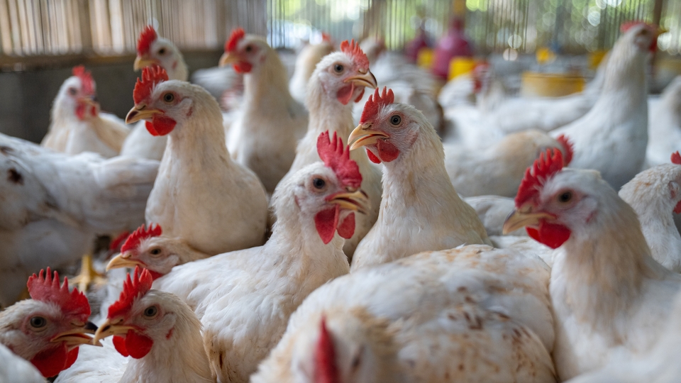 'Tavuk eti, erkekleri dişileştiriyor' iddialarına yanıt