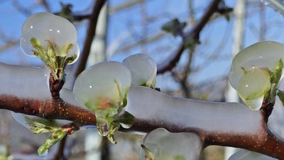 Bazı bölgelerde kayıp yüzde 100'e ulaştı