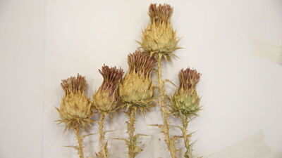 12 yıllık çalışma sonucu literatüre kazandırıldı