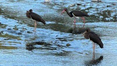 Türkiye'de nadir görülen tür Düzce'de!