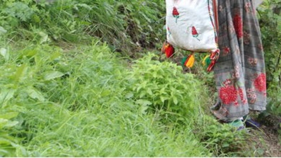 Akçaabat'ta "Ot Festivali" düzenlenecek