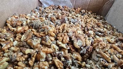 Hem küflenmiş hem kurtlanmış...