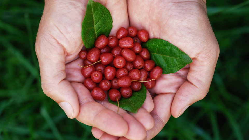 Türkiye'nin her bölgesinde yetişen şifa kaynağı!