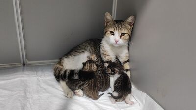 Veterinere sığınıp doğum yaptı