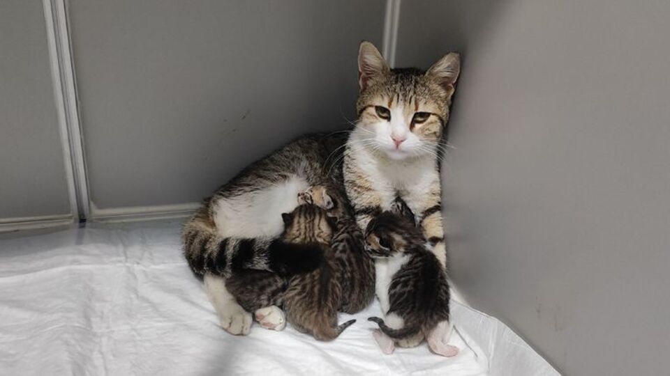 Veterinere sığınıp doğum yaptı