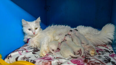 Ödüllü Van kedisi 'Su' 5 yavru doğurdu