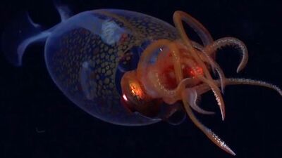 İlk kez canlı olarak görüntülendi