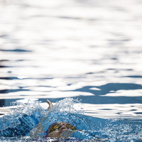 Milli yüzücülerden, İspanya'da 9 madalya!