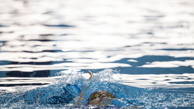Milli yüzücülerden, İspanya'da 9 madalya!