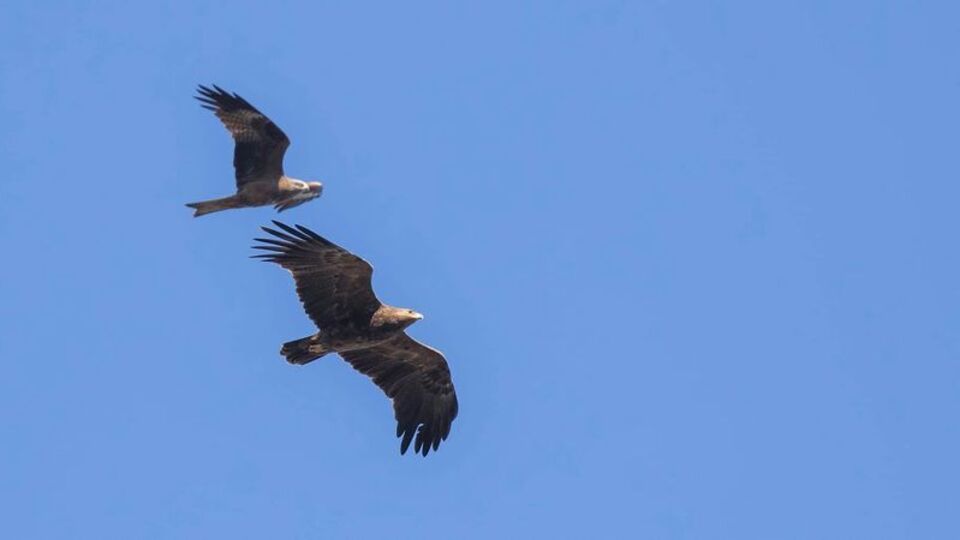 Kafkaslar'a göç ederken kayıt altına alındılar