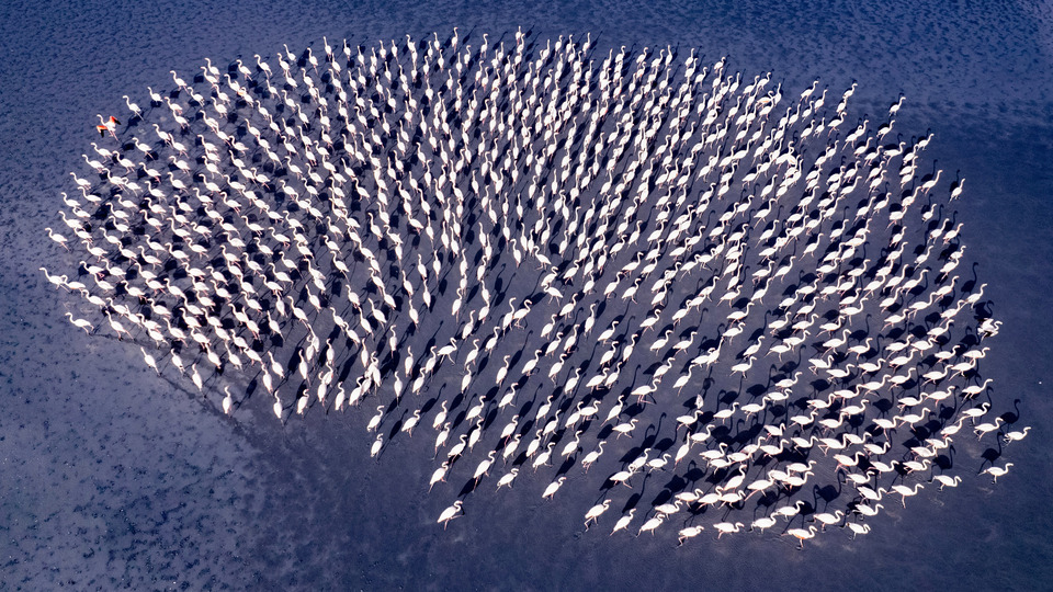 Kadın Gözüyle Hayattan Kareler'in kazananı 'Flamingolar'