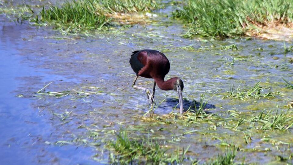 Kıvrık gagasıyla dikkat çekiyor! O ilimizde görüldü