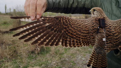Iğdır'dan Ermenistan'a uçtu! Türkiye'de ilkti...