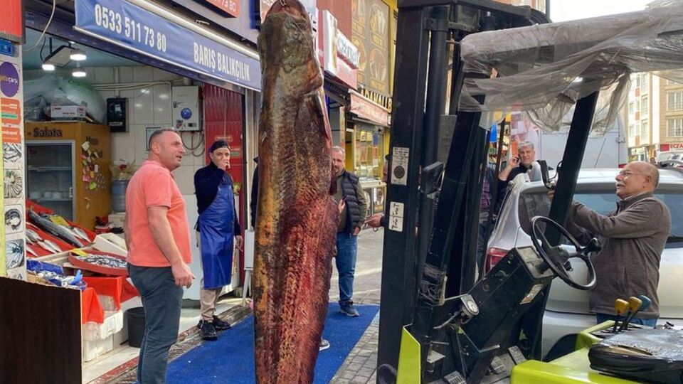 Meriç'te yakalandı: 150 kilo