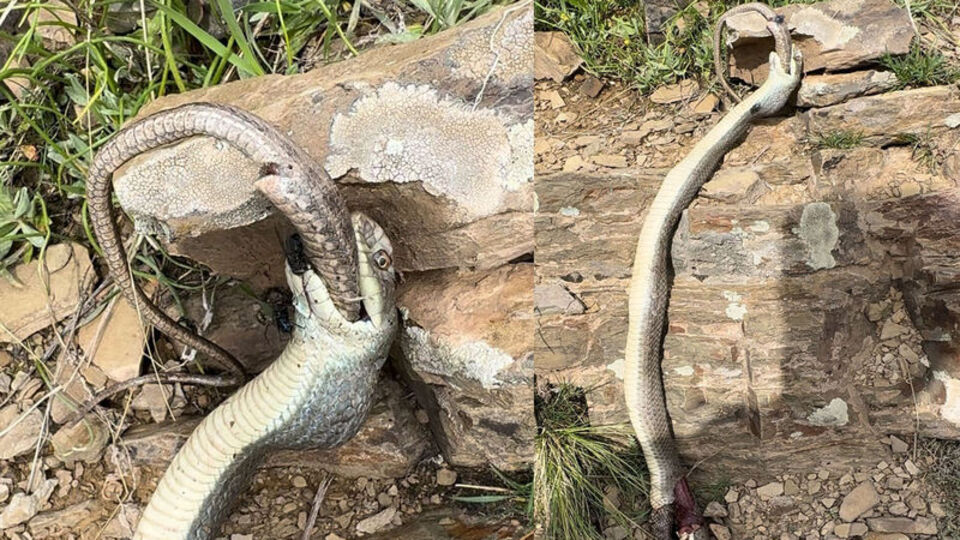 Yılan yılanı yedi