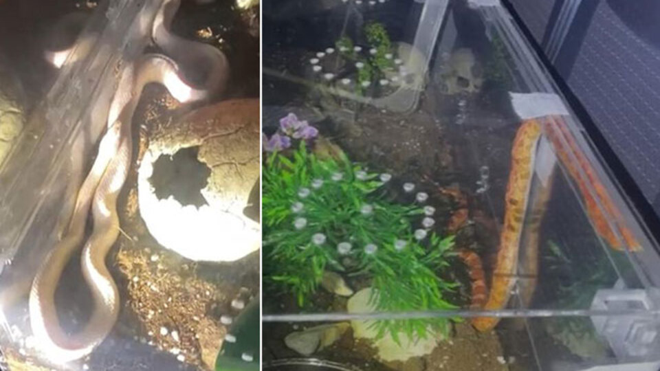 Polis bile şaşırdı! 1 piton ve 2 zehirli yılan!