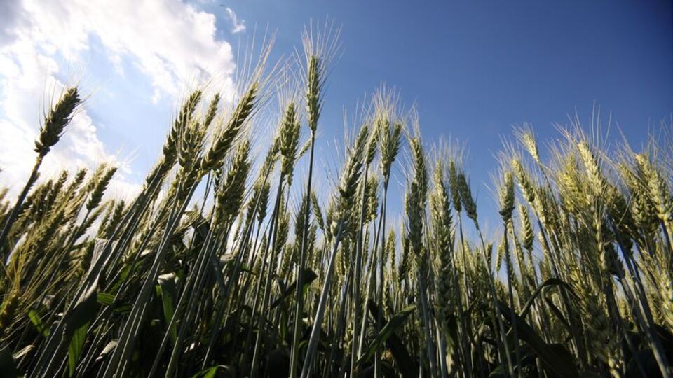 Tarımsal girdi enflasyonu 20 ayın dibinde