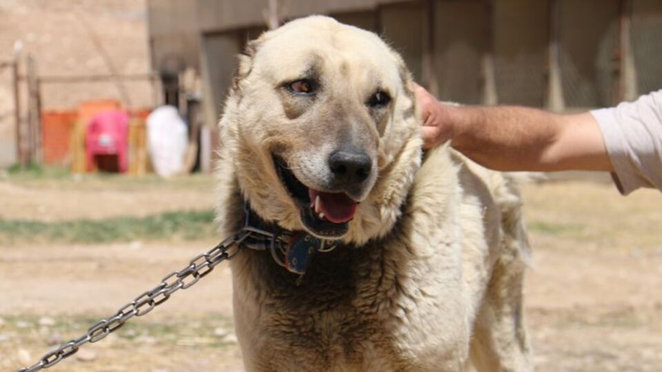 'Kangal'lar depresyona girdi