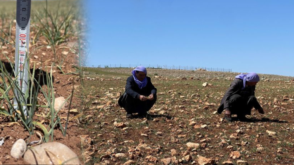 Şanlıurfa'da ekinleri kuraklık vurdu
