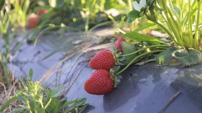 Depremzede çiftçilerin ilk çilek hasadı