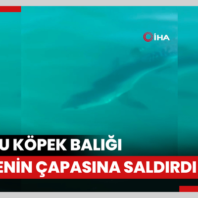 Antalya'da yavru köpek balığı teknenin çapasına saldırdı, balıkçı hayatının şokunu yaşadı