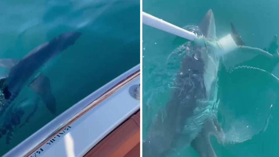 Yavru köpek balığı teknenin çapasına saldırdı