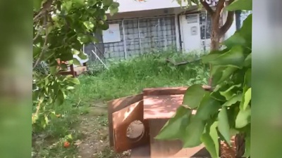 8 yavru kedi öldürüldü!