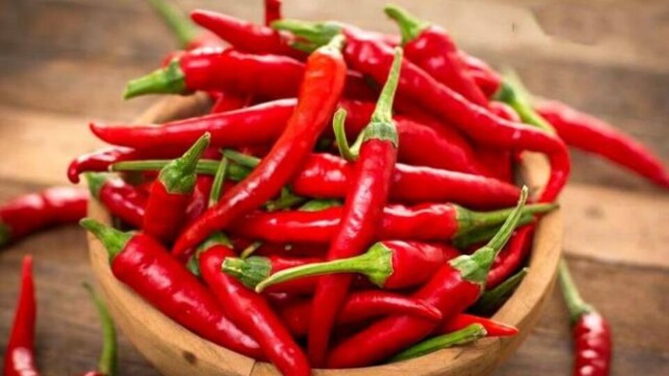 Hamilelikte acı yenir mi?