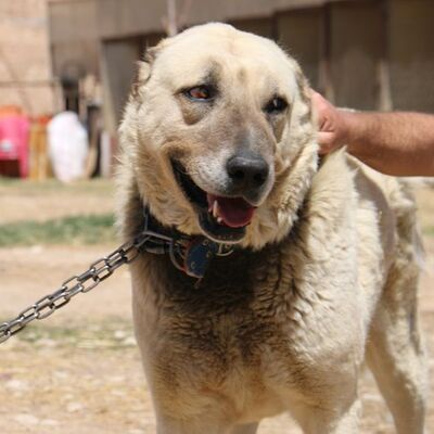 'Kangal'lar depresyona girdi