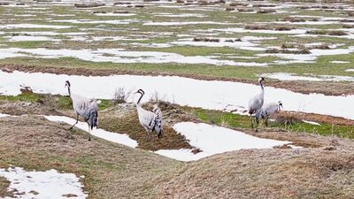 Ekşisu Sazlığı'nda yavrularıyla görüntülendiler