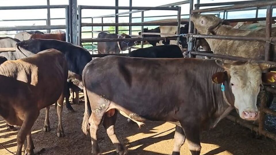 Tekirdağ'da kaçak hayvan sevkiyatına ceza