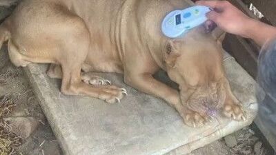 2 kişiye 304 bin TL "pitbull" cezası