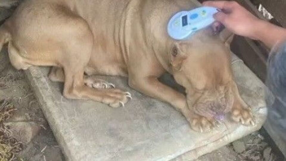 2 kişiye 304 bin TL "pitbull" cezası