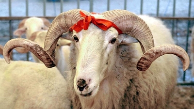 Diyanet kurban kesim bedelini açıkladı