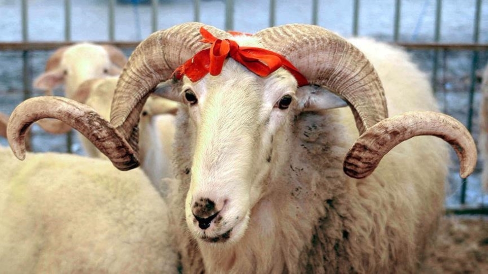 Diyanet kurban kesim bedelini açıkladı